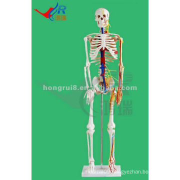 HR-102B Human movable skeleton Model with Nerves and blood vessels (85cm tall),Medical Simulation